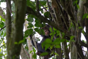 Kyambura Gorge Chimpanzee Tracking: Uganda Exclusive 