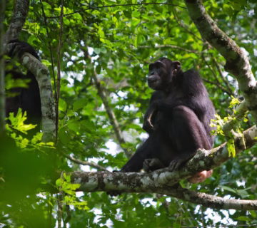Chimpanzee Trekking in Budongo Forest
