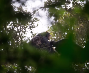 Kalinzu Chimpanzee Trekking: Uganda’s Hidden Primate Kalinzu Chimpanzee Trekking: Uganda’s Hidden Primate