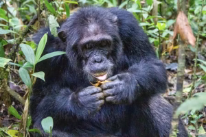 Kibale Forest Chimpanzee Tracking Tours: The Best Guide Kibale Forest Chimpanzee Tracking Tours: The Best Guide