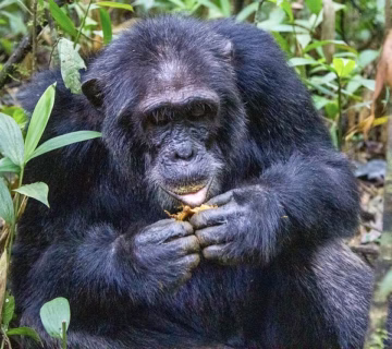 Chimpanzee Trekking in Kibale National Park