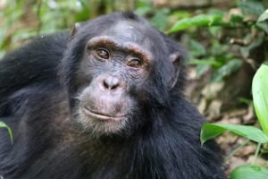 Uganda Chimpanzee Trekking Holidays: The Top Rated Uganda Chimpanzee Trekking Holidays: The Top Rated