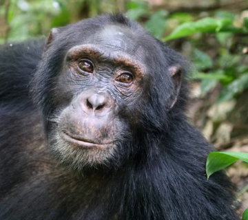 Chimpanzee Trekking in Uganda