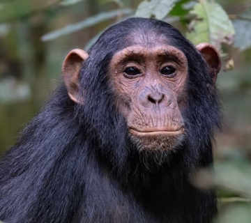 Chimpanzee habituation experience in Kibale forest national park