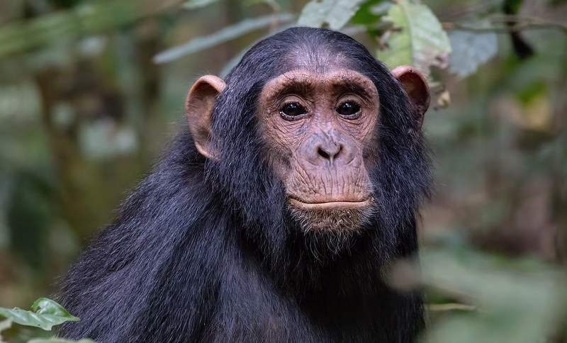 Chimpanzee habituation experience in Kibale forest national park