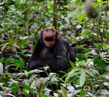 Chimpanzee habituation in Uganda 2024 – 2025