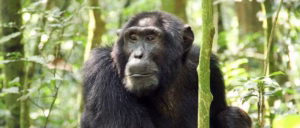 Nyungwe Chimpanzee Trekking Tours: The Custom Guide Nyungwe Chimpanzee Trekking Tours: The Custom Guide