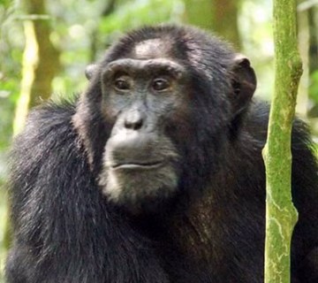 Chimpanzee trekking in Nyungwe forest national park 2024
