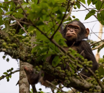 Chimpanzee trekking in Nyungwe forest national park