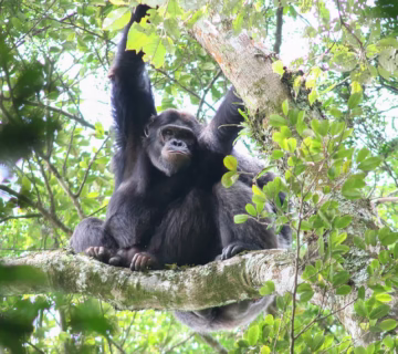 Chimpanzee trekking in Rwanda
