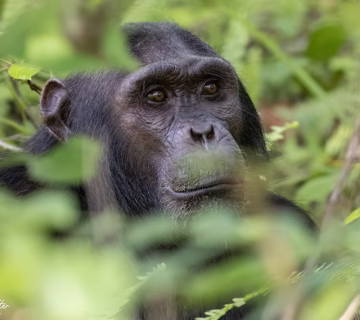 Chimpanzee trekking in Uganda 20242025