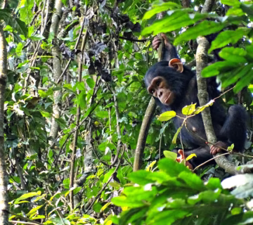 Chimpanzee trekking permits in Nyungwe forest national park