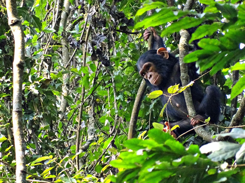 Chimpanzee trekking permits in Nyungwe forest national park