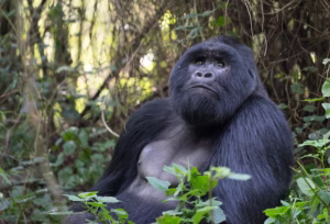 Bwindi Gorilla Trekking from Kigali: The Smartest Bwindi Gorilla Trekking from Kigali: The Smartest,