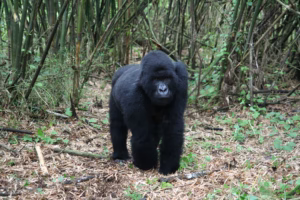 Gorilla Habituation Experience Discounts: How to Save Gorilla Habituation Experience Discounts: How to Save