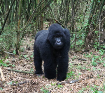 Cost of Gorilla Trekking in Rwanda