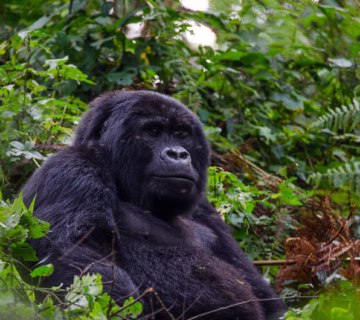 Cost of Gorilla Trekking in Uganda