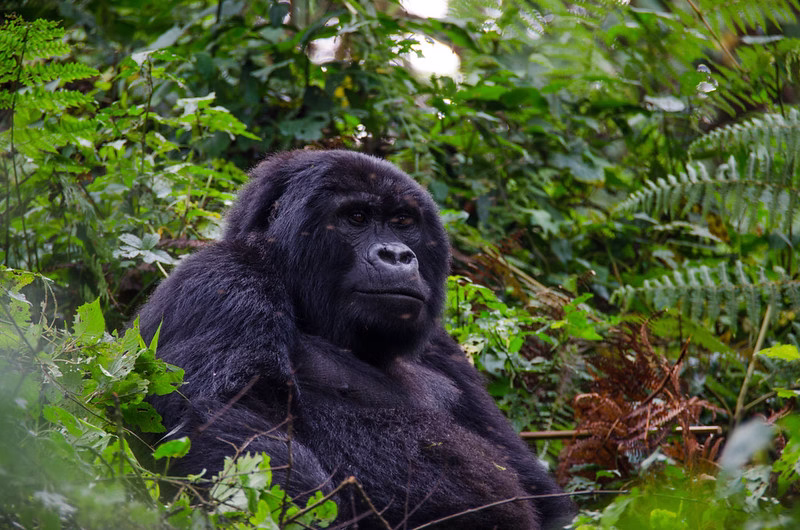 Cost of Gorilla Trekking in Uganda