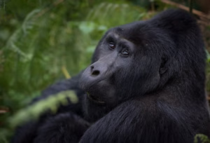 All-Inclusive Bwindi Gorilla Trekking Package: The Ultimate All-Inclusive Bwindi Gorilla Trekking Package: The Ultimate