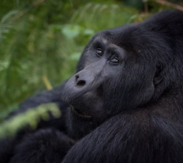 Cost of a Gorilla trekking safari in Bwindi impenetrable national park