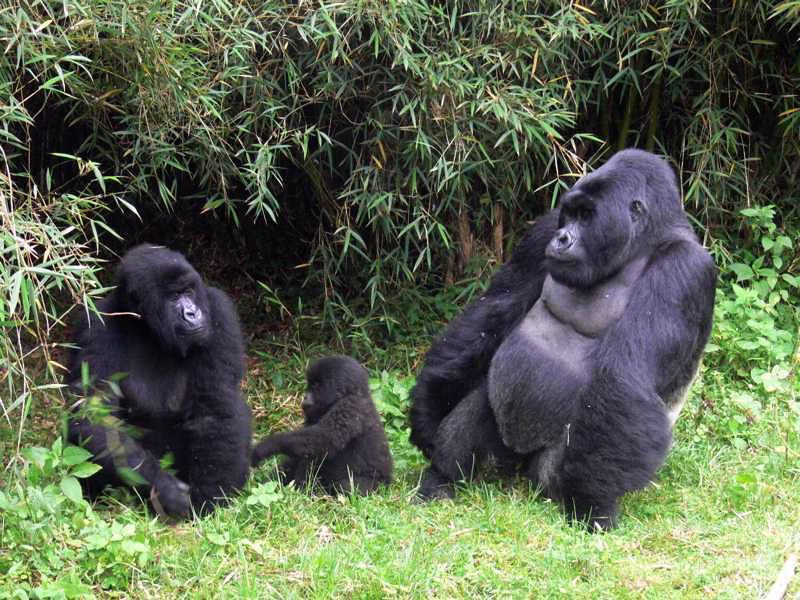 Cost of gorilla trekking permits in 20252026
