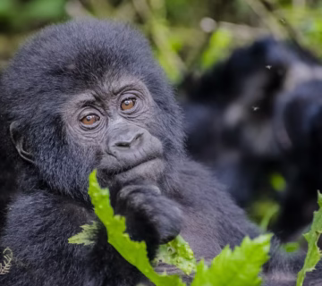 Differences between Bwindi National Park and Mgahinga National Park