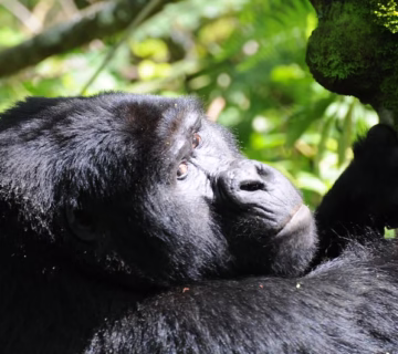 Early Bird Gorilla Trekking in Uganda 2024 2025