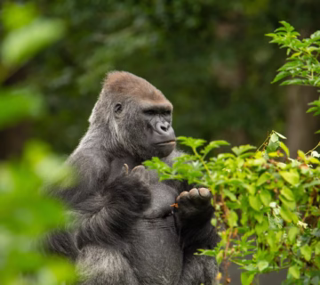 Eastern Lowland Gorillas