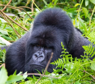 Exclusive private gorilla trekking in Uganda