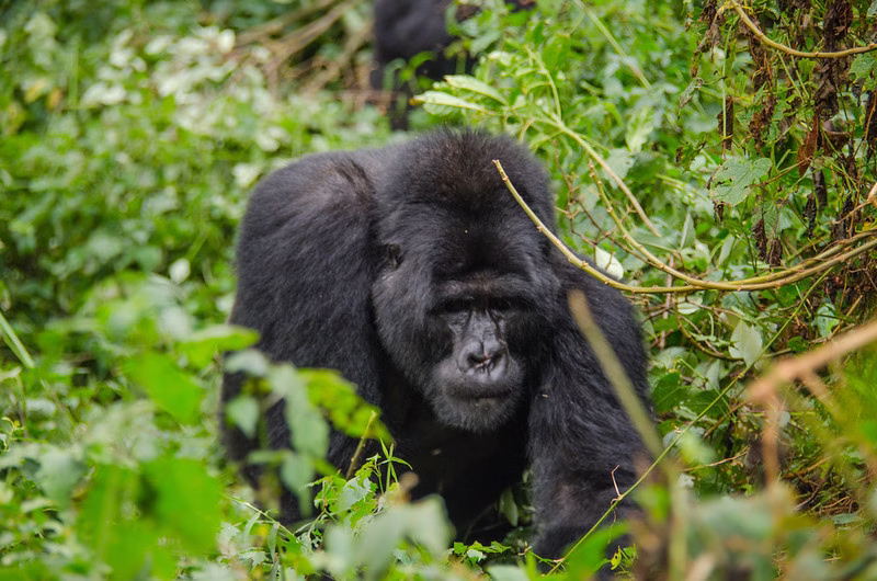Facts about Gorilla Habituation Experience