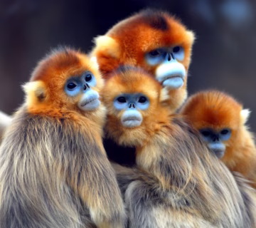 Frequently asked questions about the experience of becoming accustomed to golden monkeys; The wild golden monkeys are trained to get used to people so that they can be used to walking. This is called golden monkey habituation. A group of experts, scientists, park guides, park guards, and trackers work together for about two to three years to get used to the golden monkeys. Tourists who want to go on a golden monkey habituation trip often have questions. This piece will answer most of those questions. Where to get a habituation experience with a golden monkey The only place you can get used to being around golden monkeys is in Mgahinga Gorilla National Park, which is in the Kisoro area in the southwest of Uganda. You can also go climbing with golden monkeys in this national park. You can also do this in Volcanoes national park in Rwanda. How much does it cost to live with a golden monkey? In Mgahinga Gorilla National Park, golden monkey habituation passes cost 100 USD per person who is not from the park, 80 USD per person who is from the park, and 100,000 UGX per person who is from East Africa. The price of living with a golden monkey does not include the park entrance fee, which is 40 USD for foreigners who are not residents and 30 USD for foreigners who are residents. East African citizens pay 20,000 UGX per person. How to get a habituation pass for a golden monkey You can book a golden monkey habituation pass through a reputable tour company like Maseke Adventure Co.Ltd. Just let us know the date, month, and year you want to go golden monkey hiking. Once you reach us, we'll check with the Uganda Wildlife Authority to see if the dates you want are open for a permit. If they are, you will be asked to make a deposit for the permit. Please let us know when the payment is complete, and we will buy the golden monkey habituation pass for you and give you a scanned copy of the ticket as proof. How long does the golden monkey get used to its surroundings? The Golden Habituation Experience lasts all day because it starts early in the morning at the park offices with a talk about the rules, regulations, and what to expect. After the briefing, you will go on a hike through the jungle with park rangers and an experienced park guide to find the golden monkeys. Once you find them, you will be able to spend four hours with them in their natural habitat, where you can learn about their habits and watch them do daily things like feeding, breastfeeding, playing, grooming their young, and taking pictures and videos. What do you need to bring for a golden monkey habituation experience? Questions people often ask about the golden monkey habituation experience Monkeys that shine For your golden monkey habituation experience, you should bring a lot of things. These include hiking shoes, bug spray, a long-sleeved shirt and pants, garden gloves, a waterproof rain jacket, long socks, energy snacks and water, a walking stick, a warm sweater, a camera and extra batteries, face masks, a hat and sunglasses, and a backpack. There are other things to do in Mgahinga Gorilla National Park. In addition to golden monkey trekking, Mgahinga Gorilla National Park has a lot of other fun things to do. You can go gorilla trekking to spend time with mountain gorillas, watch birds and get close to wildlife on guided nature walks, interact with the batwa people during a batwa cultural experience, or climb one of the three volcanoes that make up Mount Muhavura, Mount Sabyinyo, or Mount Gahinga. A guide on how to get to Mgahinga Gorilla National Park If you want to get to Mgahinga Gorilla National Park, which is in the southwest of Uganda, you can book a local flight with Aerolink Uganda from Entebbe International Airport to Kisoro runway and then take a road to the park offices. You can also drive to Mgahinga Gorilla National Park. From Kampala, you'll go through Masaka, Mbarara, Kabale, and Kisoro on your way to the park offices, which takes about 9 to 10 hours. You can also get to Mgahinga Gorilla National Park from Kigali, Rwanda. To get there, you'll need to fly to Kigali International Airport and then drive for three to four hours to get to the park offices via the Cyanika border in Kisoro or the Katuna border in Kabale. What to stay in during your tour to get used to seeing golden monkeys There are a number of places to stay in Mgahinga Gorilla National Park where you can spend your golden monkey habituation tour. The places to stay include the Lake Mulehe Safari Lodge, the Mount Gahinga Lodge, the Mgahinga Gorilla Triangle Lodge, the Lake Chahafi Resort, the Mutanda Lake Resort, the Amajambere Iwacu Community Camp, the Ichumbi Hotel Kisoro, the Travellers Rest Hotel, the Mucha Hotel, the 3way Gorilla Resort, the Kisoro Tourist Hotel, the Mubano Hotel, the Mount Gahinga Rest Camp, and Ntebeko Homestay, among others.