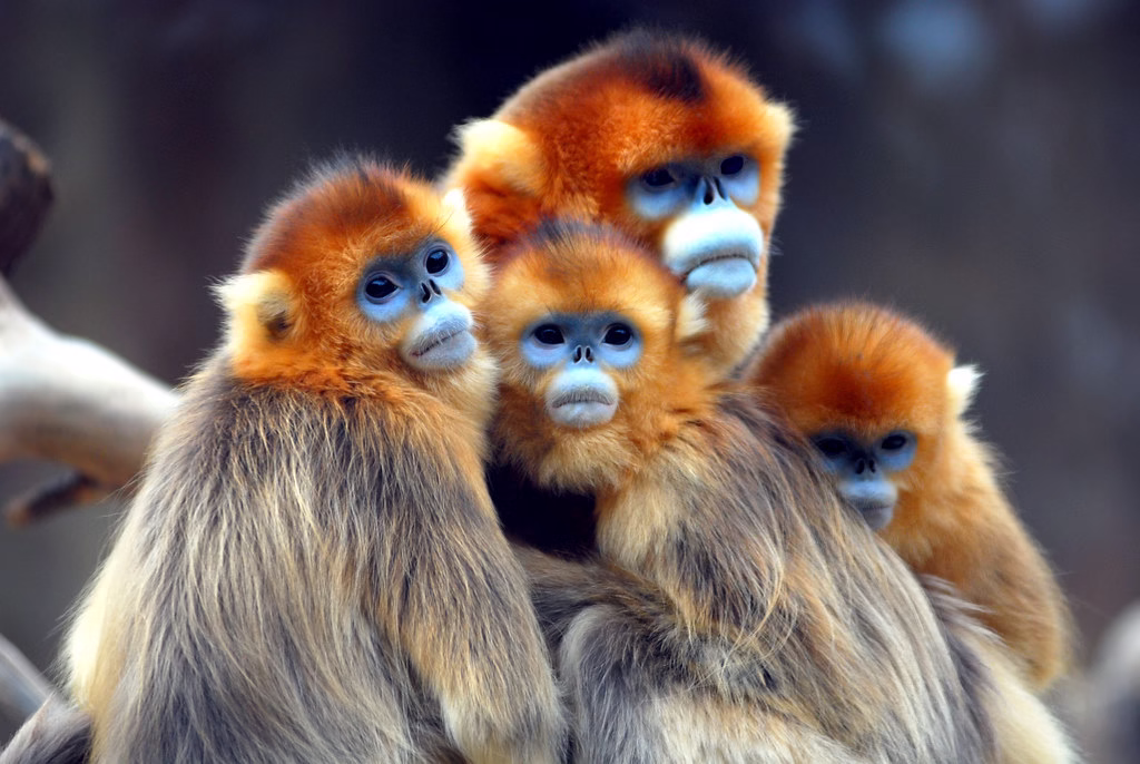 Frequently asked questions about the experience of becoming accustomed to golden monkeys; The wild golden monkeys are trained to get used to people so that they can be used to walking. This is called golden monkey habituation. A group of experts, scientists, park guides, park guards, and trackers work together for about two to three years to get used to the golden monkeys. Tourists who want to go on a golden monkey habituation trip often have questions. This piece will answer most of those questions.
Where to get a habituation experience with a golden monkey
The only place you can get used to being around golden monkeys is in Mgahinga Gorilla National Park, which is in the Kisoro area in the southwest of Uganda. You can also go climbing with golden monkeys in this national park. You can also do this in Volcanoes national park in Rwanda.
How much does it cost to live with a golden monkey?
In Mgahinga Gorilla National Park, golden monkey habituation passes cost 100 USD per person who is not from the park, 80 USD per person who is from the park, and 100,000 UGX per person who is from East Africa. The price of living with a golden monkey does not include the park entrance fee, which is 40 USD for foreigners who are not residents and 30 USD for foreigners who are residents. East African citizens pay 20,000 UGX per person.
How to get a habituation pass for a golden monkey
You can book a golden monkey habituation pass through a reputable tour company like Maseke Adventure Co.Ltd. Just let us know the date, month, and year you want to go golden monkey hiking. Once you reach us, we'll check with the Uganda Wildlife Authority to see if the dates you want are open for a permit. If they are, you will be asked to make a deposit for the permit. Please let us know when the payment is complete, and we will buy the golden monkey habituation pass for you and give you a scanned copy of the ticket as proof.
How long does the golden monkey get used to its surroundings?
The Golden Habituation Experience lasts all day because it starts early in the morning at the park offices with a talk about the rules, regulations, and what to expect. After the briefing, you will go on a hike through the jungle with park rangers and an experienced park guide to find the golden monkeys. Once you find them, you will be able to spend four hours with them in their natural habitat, where you can learn about their habits and watch them do daily things like feeding, breastfeeding, playing, grooming their young, and taking pictures and videos.
What do you need to bring for a golden monkey habituation experience?
Questions people often ask about the golden monkey habituation experience
Monkeys that shine
For your golden monkey habituation experience, you should bring a lot of things. These include hiking shoes, bug spray, a long-sleeved shirt and pants, garden gloves, a waterproof rain jacket, long socks, energy snacks and water, a walking stick, a warm sweater, a camera and extra batteries, face masks, a hat and sunglasses, and a backpack.
There are other things to do in Mgahinga Gorilla National Park.
In addition to golden monkey trekking, Mgahinga Gorilla National Park has a lot of other fun things to do. You can go gorilla trekking to spend time with mountain gorillas, watch birds and get close to wildlife on guided nature walks, interact with the batwa people during a batwa cultural experience, or climb one of the three volcanoes that make up Mount Muhavura, Mount Sabyinyo, or Mount Gahinga.
A guide on how to get to Mgahinga Gorilla National Park
If you want to get to Mgahinga Gorilla National Park, which is in the southwest of Uganda, you can book a local flight with Aerolink Uganda from Entebbe International Airport to Kisoro runway and then take a road to the park offices.
You can also drive to Mgahinga Gorilla National Park. From Kampala, you'll go through Masaka, Mbarara, Kabale, and Kisoro on your way to the park offices, which takes about 9 to 10 hours.
You can also get to Mgahinga Gorilla National Park from Kigali, Rwanda. To get there, you'll need to fly to Kigali International Airport and then drive for three to four hours to get to the park offices via the Cyanika border in Kisoro or the Katuna border in Kabale.
What to stay in during your tour to get used to seeing golden monkeys
There are a number of places to stay in Mgahinga Gorilla National Park where you can spend your golden monkey habituation tour. The places to stay include the Lake Mulehe Safari Lodge, the Mount Gahinga Lodge, the Mgahinga Gorilla Triangle Lodge, the Lake Chahafi Resort, the Mutanda Lake Resort, the Amajambere Iwacu Community Camp, the Ichumbi Hotel Kisoro, the Travellers Rest Hotel, the Mucha Hotel, the 3way Gorilla Resort, the Kisoro Tourist Hotel, the Mubano Hotel, the Mount Gahinga Rest Camp, and Ntebeko Homestay, among others.