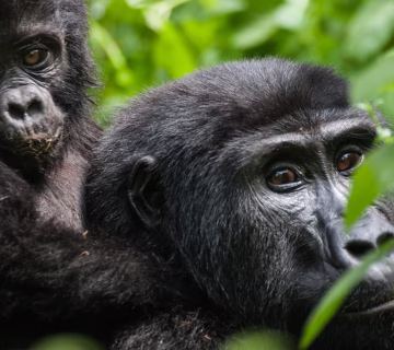 Frequently asked questions about gorilla habituation experience in Uganda