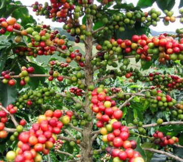 The Coffee Lover Guide to Rwanda: Best Tours and Tasting