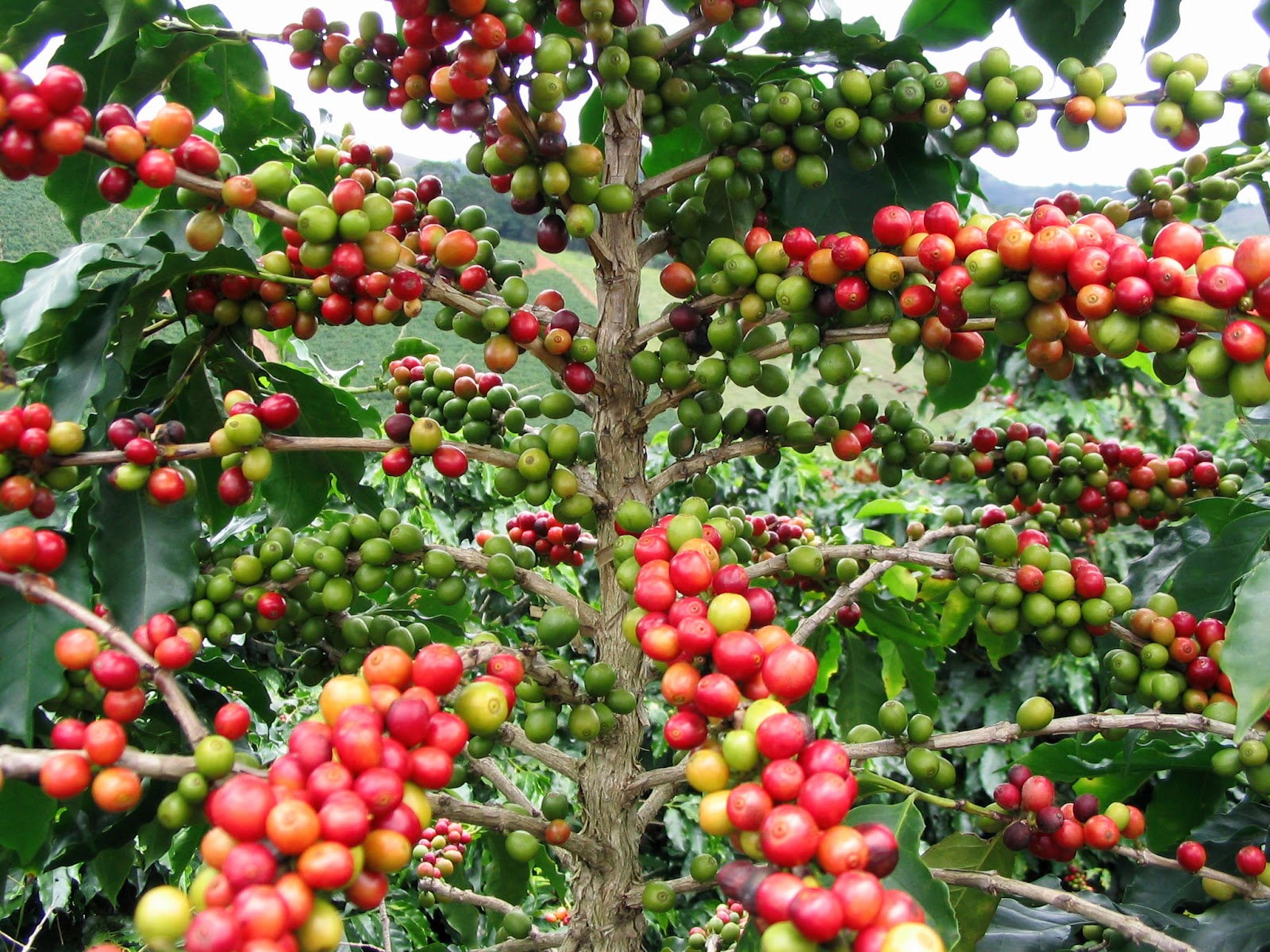 The Coffee Lover Guide to Rwanda: Best Tours and Tasting The Coffee Lover Guide to Rwanda: Best Tours and Tasting