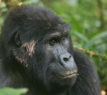 GORILLA PARK UGANDA
