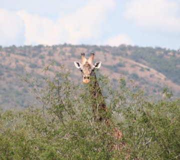 Game drives in Akagera national park