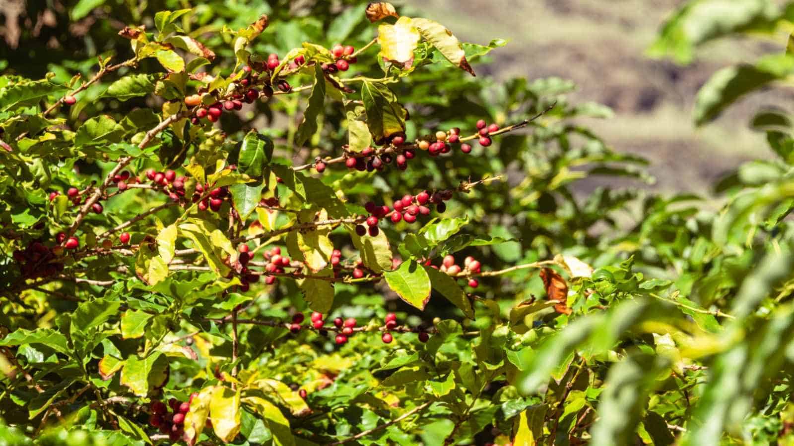Plantation of COFFEE in Queen Elizabeth Park Plantation of COFFEE