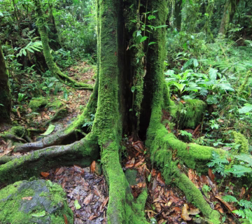 Gates Of Bwindi Impenetrable Forest National Park