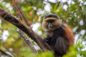 Mgahinga Gorilla Trekking Packages: The Best 2026 Guide