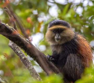 Golden Monkey Trekking in Mgahinga Gorilla National Park