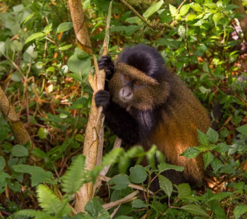 Golden monkey habituation experience in Uganda