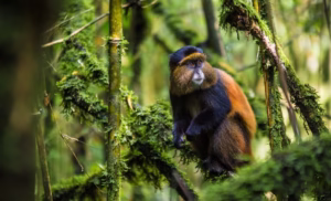 Rare Monkey Species in Uganda You Should Know About