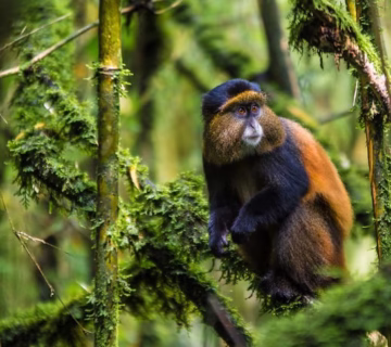 Golden monkey trekking in Uganda and Rwanda