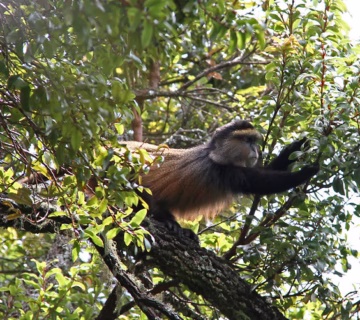Golden monkey trekking permits in Mgahinga gorilla national park