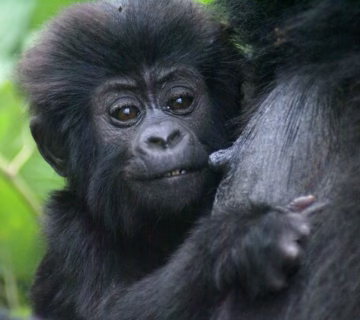 Gorilla Baby Boom in Bwindi Impenetrable Forest