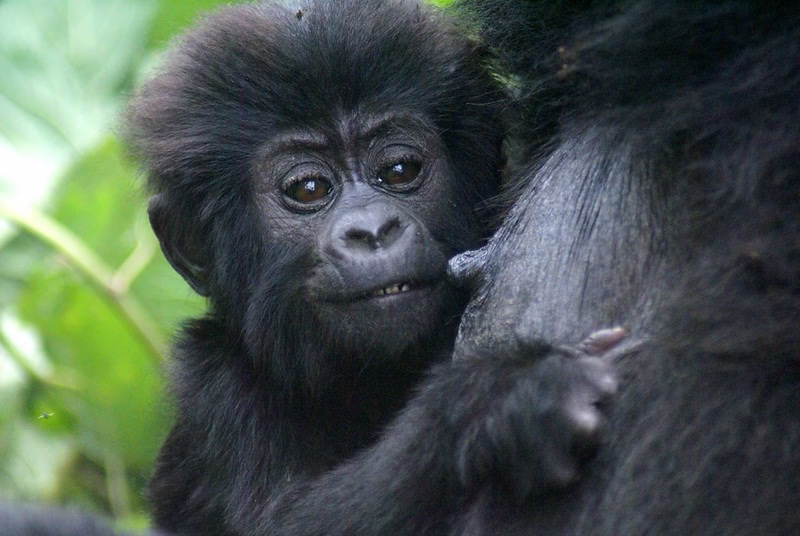 Gorilla Baby Boom in Bwindi Impenetrable Forest