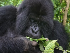 Gorillas Uganda: The Ultimate 2026 Guide to Seeing