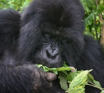 Gorilla Habituation Experience