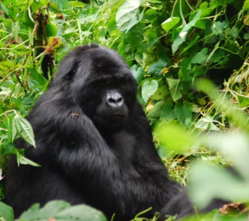 Gorilla Trekking Add-Ons